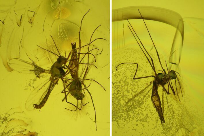 Five Detailed Fossil Flies (Chironomidae) In Baltic Amber
